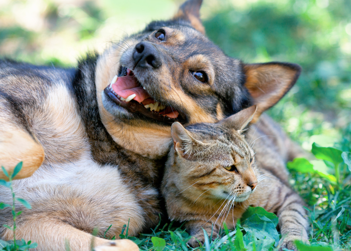 Dog and cat in the grass