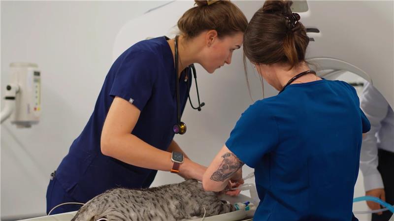 Diagnostics